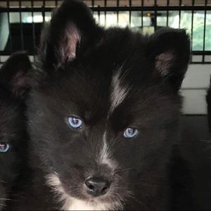 Meet your Posher, Justin